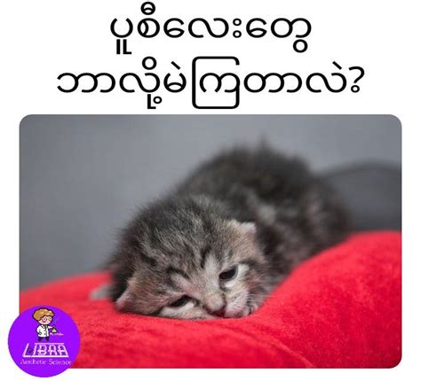 Unicode Font ~~~~. ပိပိမင်မင်က ပိပိအကြောင်း မတင်တာ… | by Phyo Wai Yan ...