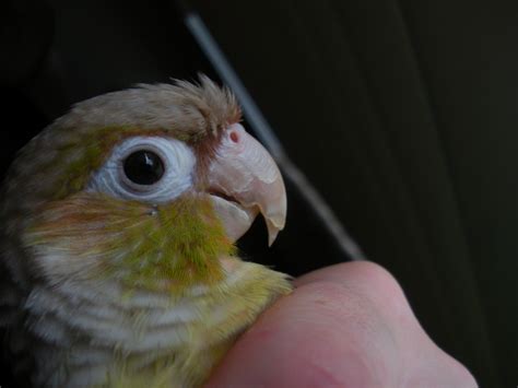 Conure Beak Build Up Parrot Forum Parrot Owners Community