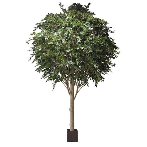 Acheter des Plante décorative Ficus Benjamina ALENKA en pot décoratif