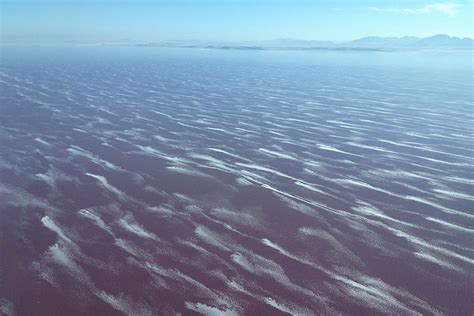 Algae Wildlife Great Salt Lake Ecosystem Program