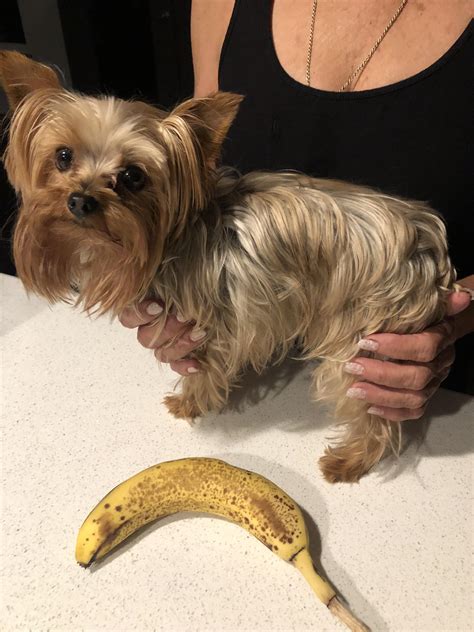 Can Yorkie Eat Banana