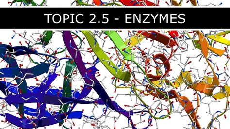 Topic Enzymes Ppt Download