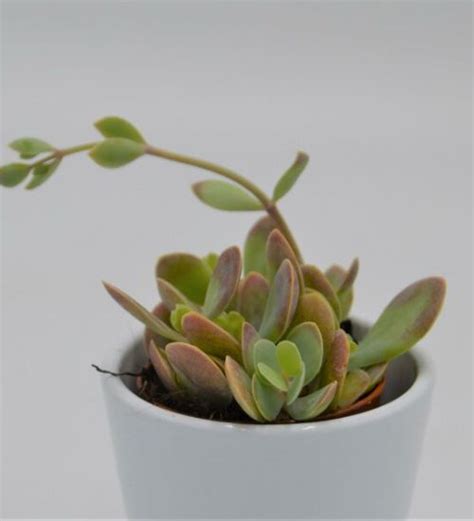 Kalanchoe Rotundifolia Rare Succulent Guide