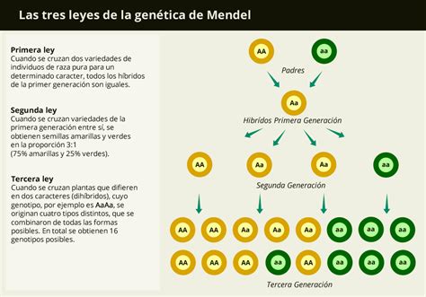 Las tres leyes de la genética de Mendel INVDES