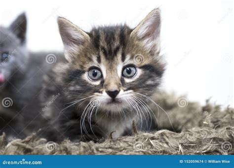 Baby Kittens For Adoption 3 Reasons Why Spring Is The Best Season To