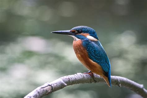 Eisvogel Vogel Sitzend Kostenloses Foto Auf Pixabay