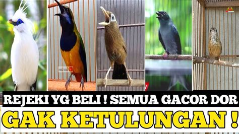 Luar Biasa Mewah Burung Ini Sampai Gacor Dor Gitu Pantesan Jadi