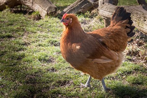 Hen Chicken Brown Free Photo On Pixabay Pixabay