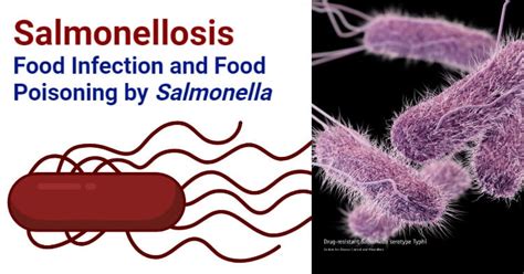 Salmonellosis Food Infection And Food Poisoning By Salmonella