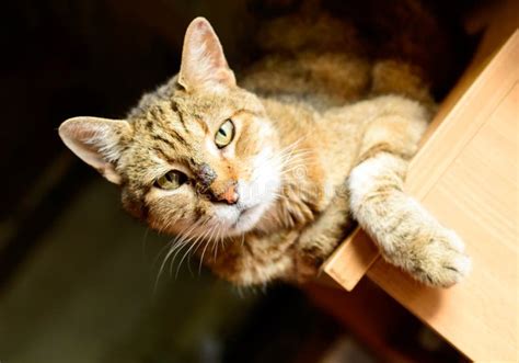 Poor Cat In An Odessa City Private Shelter Lost And Abandoned Cats Due