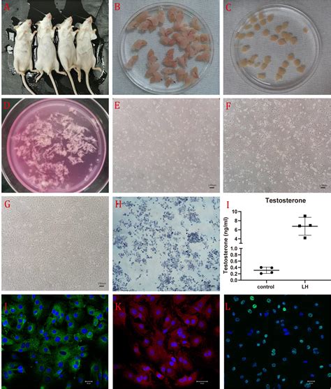 Isolation Of Primary Leydig Cells From Murine Testis —bio Protocol