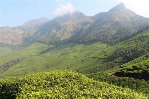 Tea Estate Mountain in Munnar, Kerala | Veethi