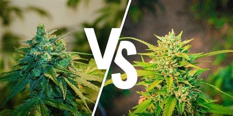 Indoor Vs Outdoor Weed Which Is Better Zamnesia