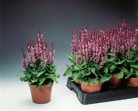 Salvia Superba Merleau Rose Muller Seeds