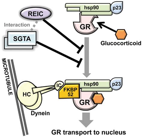 The Proposed Role Of Sgta And Reic Dkk In Cytoplasmic Gr Transport To