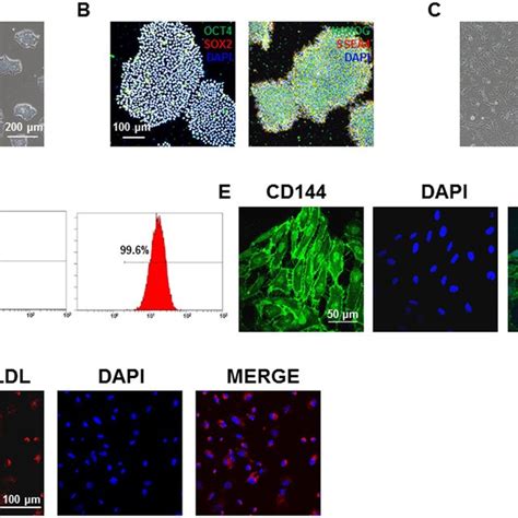 Generation And Characterization Of Endothelial Cells Derived From H9