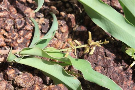 Chlorophytum Blepharophyllum Ms Marcoschmidt Frankfurt Flickr