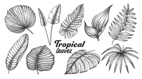 Collection Of Different Tropical Leaves Set Vector 17590947 Vector Art