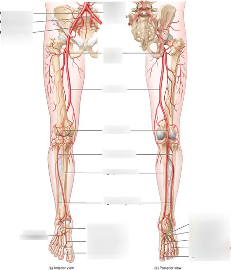 Arteries Serving The Lower Extremities Diagram Quizlet