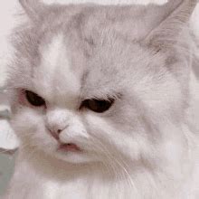 Angry Cat Meme Face