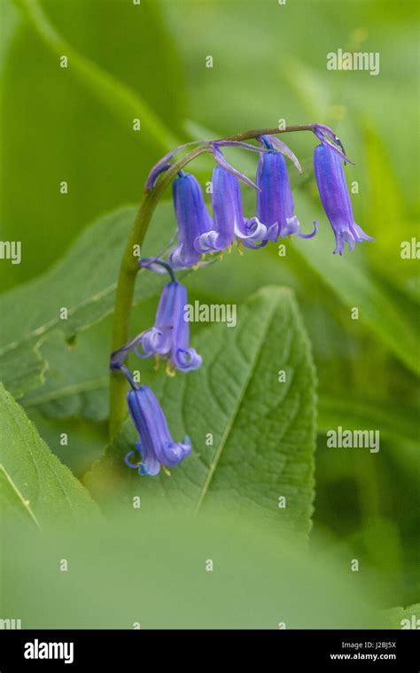 Native British Wild Bluebell Flower Stock Photo Alamy