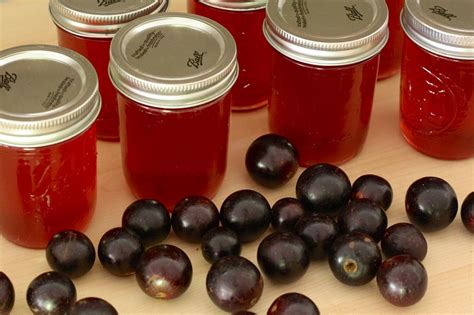 Muscadine Jelly Recipe Without Pectin | Besto Blog