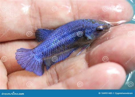 Close Up Betta Blue Halfmoon Plakat Hmpk Female Or Plakat Fighting Fish