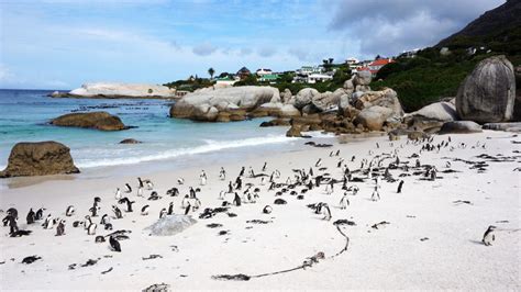 Meeting The Boulder Bay Penguins Of South Africa