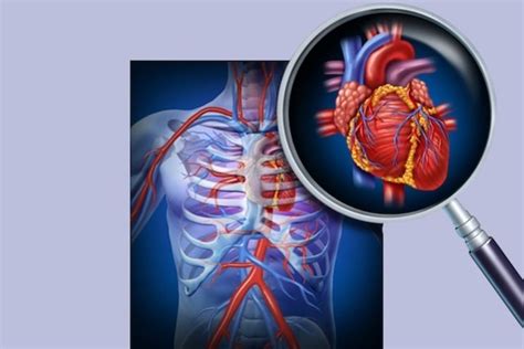 Sistema Cardiovascular Anatomia Fisiologia E Doenças Tua Saúde