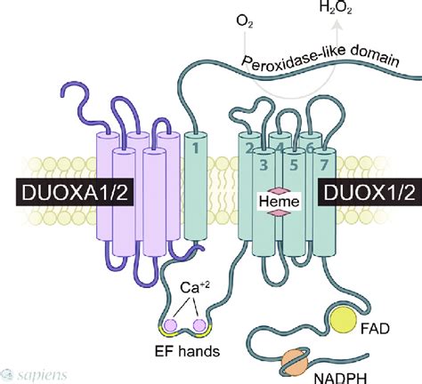 Schematic Structures Of DUOX And DUOXA Proteins DUOX Enzymes Have