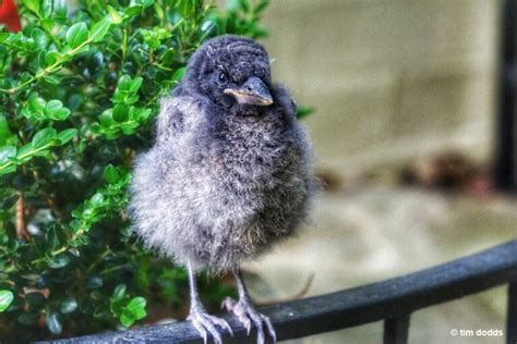 Let's Look At Baby Crows! Interesting Facts, Pictures & FAQ