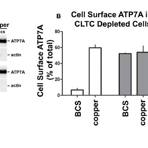 Depletion Of Clathrin Causes Atp7a To Accumulate At The Cell Surface