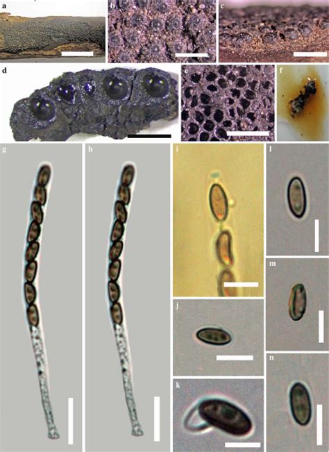 Annulohypoxylon Nitens Facesoffungi Number Fof Faces Of Fungi