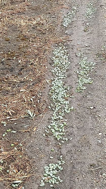 Confagricoltura Puglia Grandinata Nel Barese E Nel Foggiano Gravi