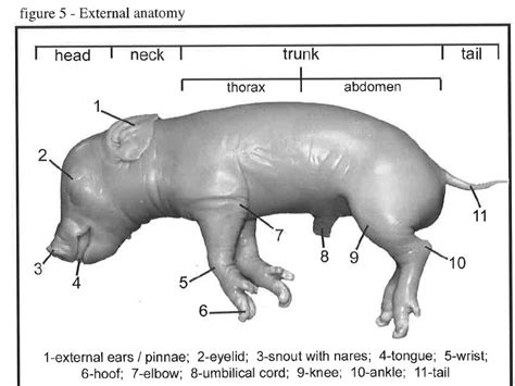 External Anatomy Mannix S Science Nerdery