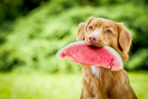 What Different Fruits Can Dogs Eat in Kittery, ME? | Piscataqua Animal Hospital