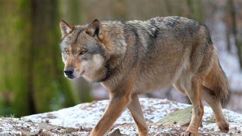 Friedeburg Wolf tötet im Blutrausch 20 Schafe