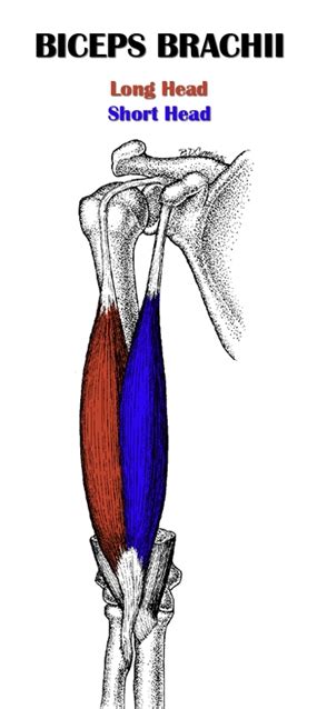 The Definitive Guide to Biceps Brachii Anatomy, Exercises & Rehab