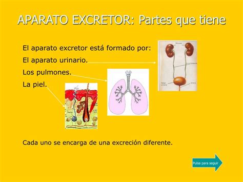 Ppt Aparato Excretor Powerpoint Presentation Free Download Id958352