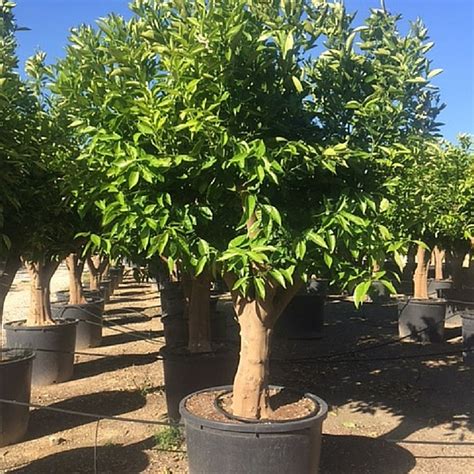 Naranjo Citrus Sinensis Viveros Iris En Elche Alicante