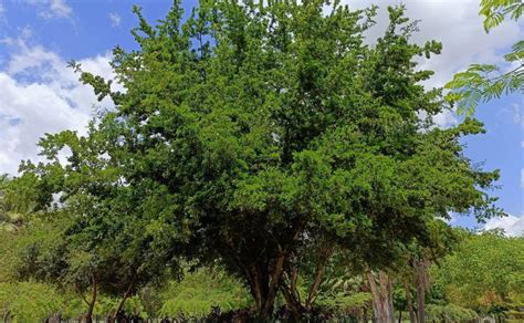 Los Mejores Rboles Que Puedes Plantar En Tu Casa Sin Levantar Banquetas