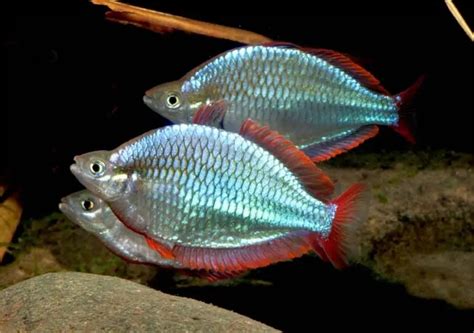 Arco íris Neon Melanotaenia Praecox Myaquarium