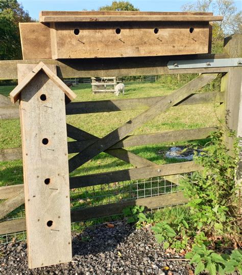 Sparrow Nest Boxes Conservation And Access