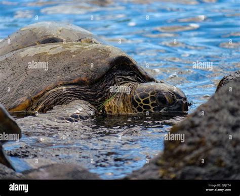 Sea turtle head close up hi-res stock photography and images - Alamy