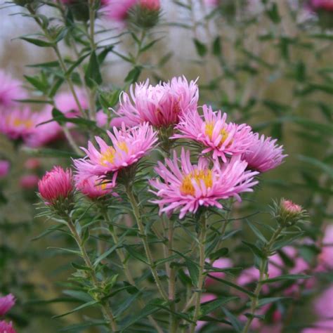 Aster Novae Angliae Rosa Sieger Frikarti Stauden AG