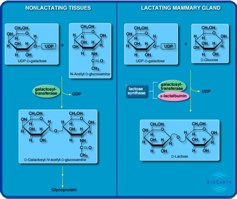 World Of Biochemistry Blog About Biochemistry Metabolic Map About The Synthesis Of Lactose