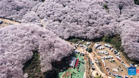 In Pics Cherry Blossoms In Guian New Area Sw Chinas Guizhou Xinhua