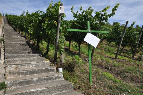 Weinbau Und Artenschutz Gehen Hand In Hand Weingut Johann August Sack