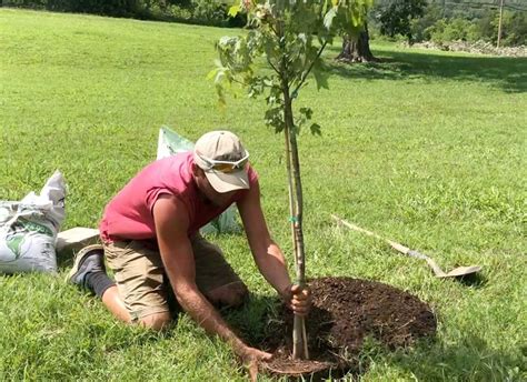 How To Plant A Tree The Right Way A Step By Step Guide