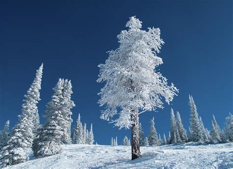 Frost And Snow Covered Trees On A Cold Photograph By Karen Desjardin